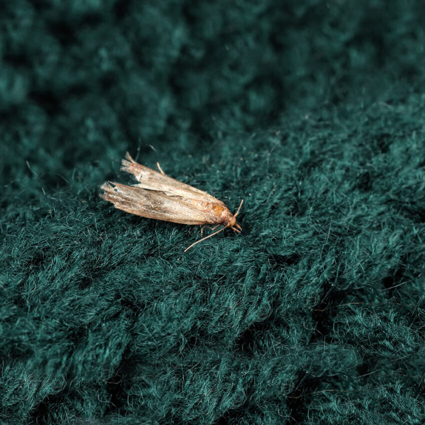 Mothproof Treatment